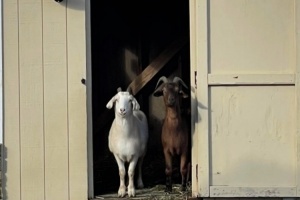 ??韋德曬山羊照祝老詹生快：是時候了 歡迎來到40歲俱樂部