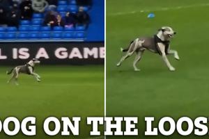 這真攆不上??一只狗闖入英甲比賽場地，球迷起哄：簽下它??