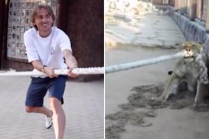 莫德里奇拔河慘敗于未成年老虎，一家老小7人上陣才合力獲勝??