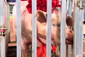 五華縣文體局回應(yīng)縣超冠軍獎勵一頭豬：寓意財富滿滿