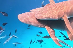 蔣圣龍老婆潛水與鯊魚(yú)游玩，這身材真是苗條呀??