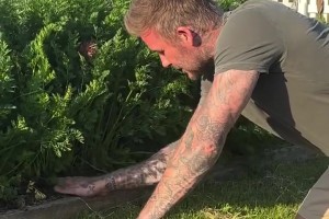 沒想到貝克漢姆種菜也這么出色，種出來的胡蘿卜都分叉了