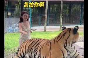 你別說，美娜的膽子還挺大，連老虎的屁股都敢摸??