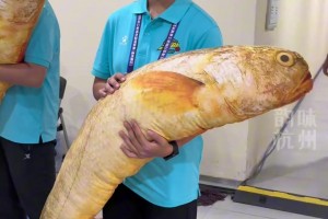 浙BA溫州隊VS杭州隊，溫州隊送出特產(chǎn)大黃魚，杭州隊送出絲綢禮盒