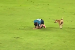 狗狗進(jìn)場(chǎng)模仿球員受傷倒地…傷害性不大，侮辱性極強(qiáng)啊??