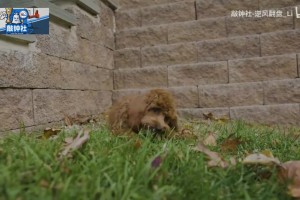 新的球隊領(lǐng)袖！馬克西帶愛犬參加全美犬展幕后花絮！